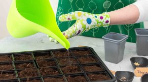 nő paprikákat ültet