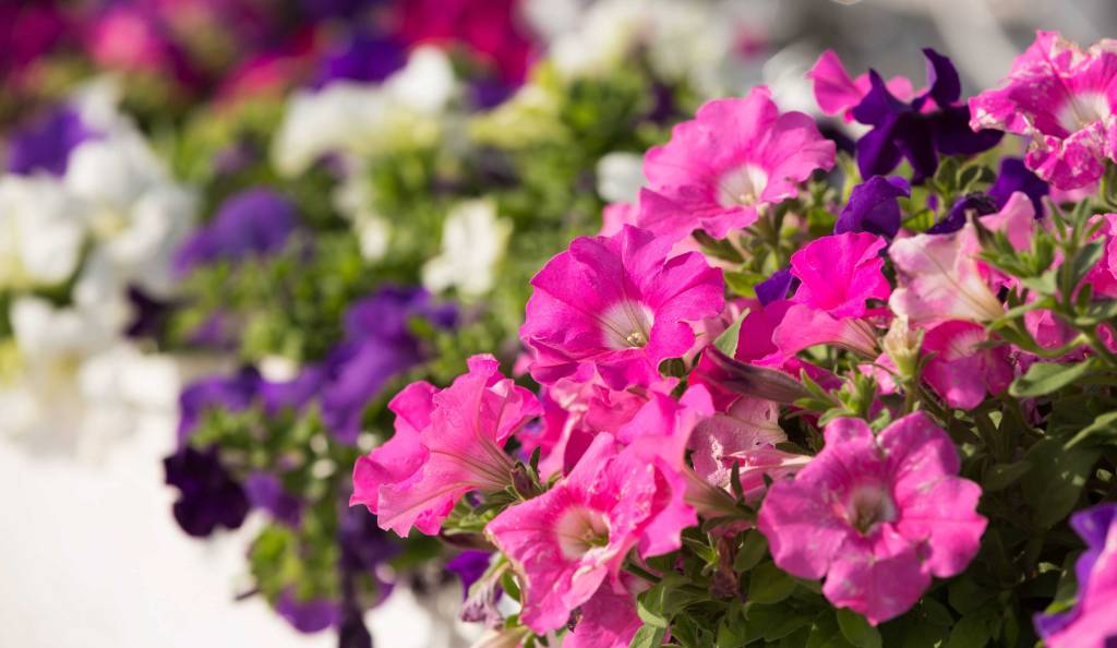 Színes petúnia