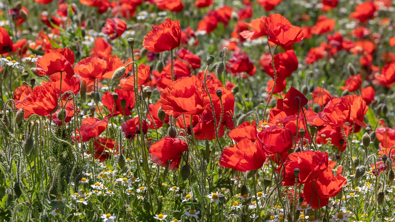 Közönséges pipacs