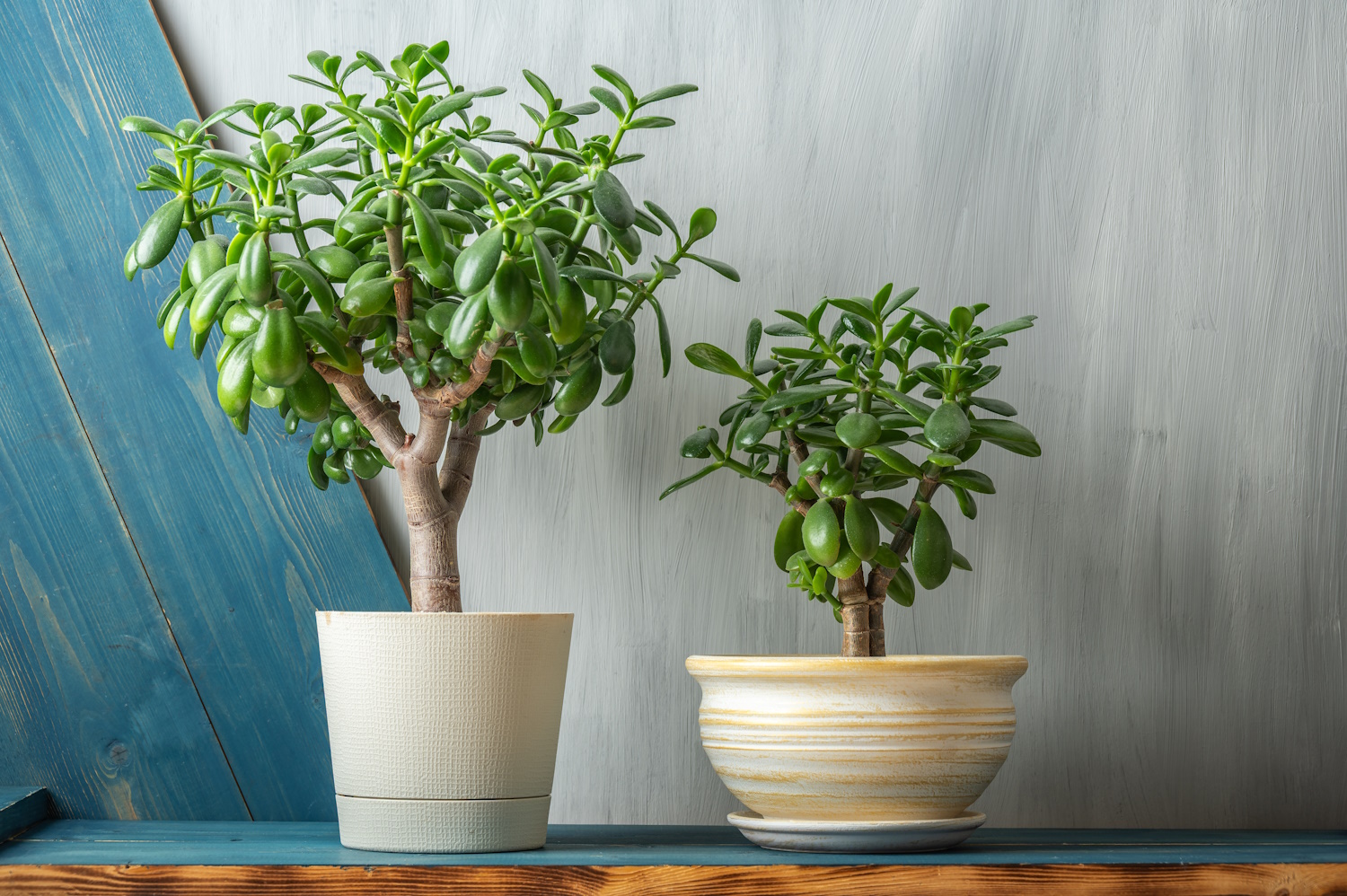 pozsgafa cserépben otthon