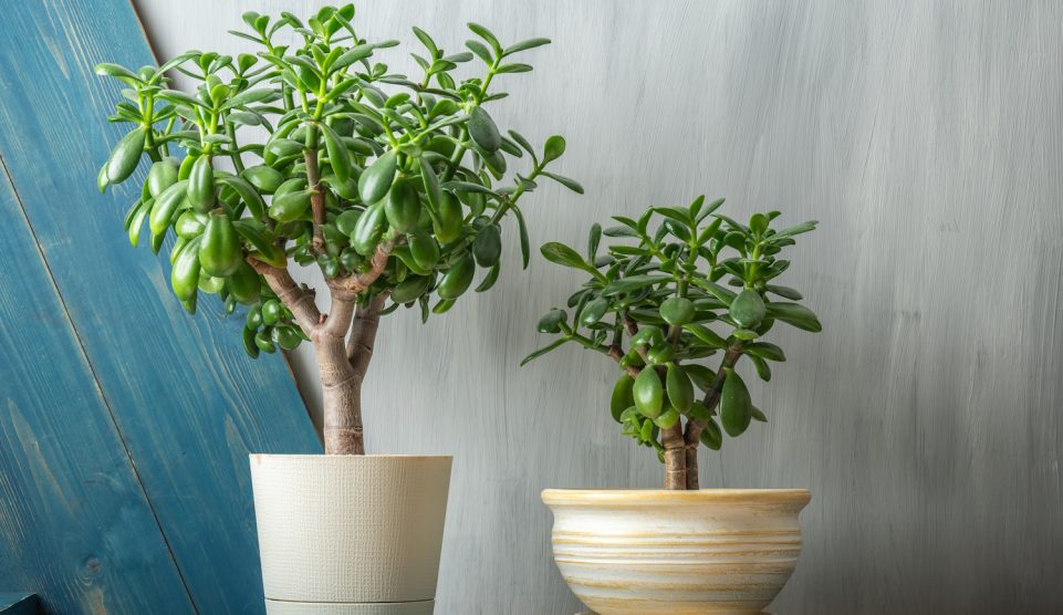 pozsgafák otthon a komódon