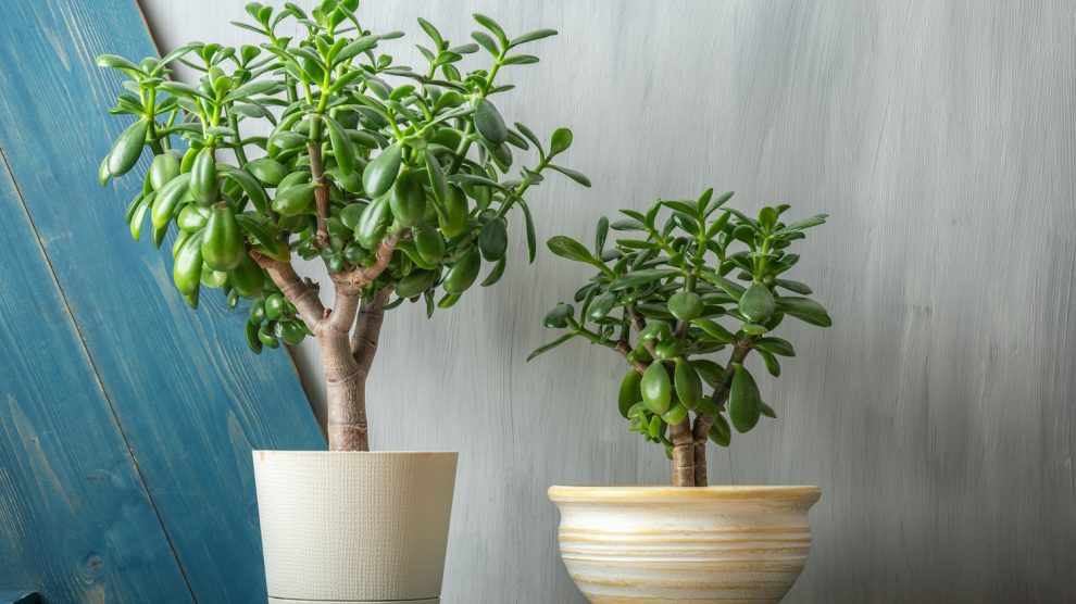 pozsgafák otthon a komódon