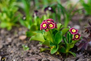 bordó primula kankalin a kertben