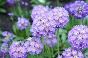 lila primula kankalin