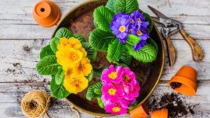 primula ülttetése
