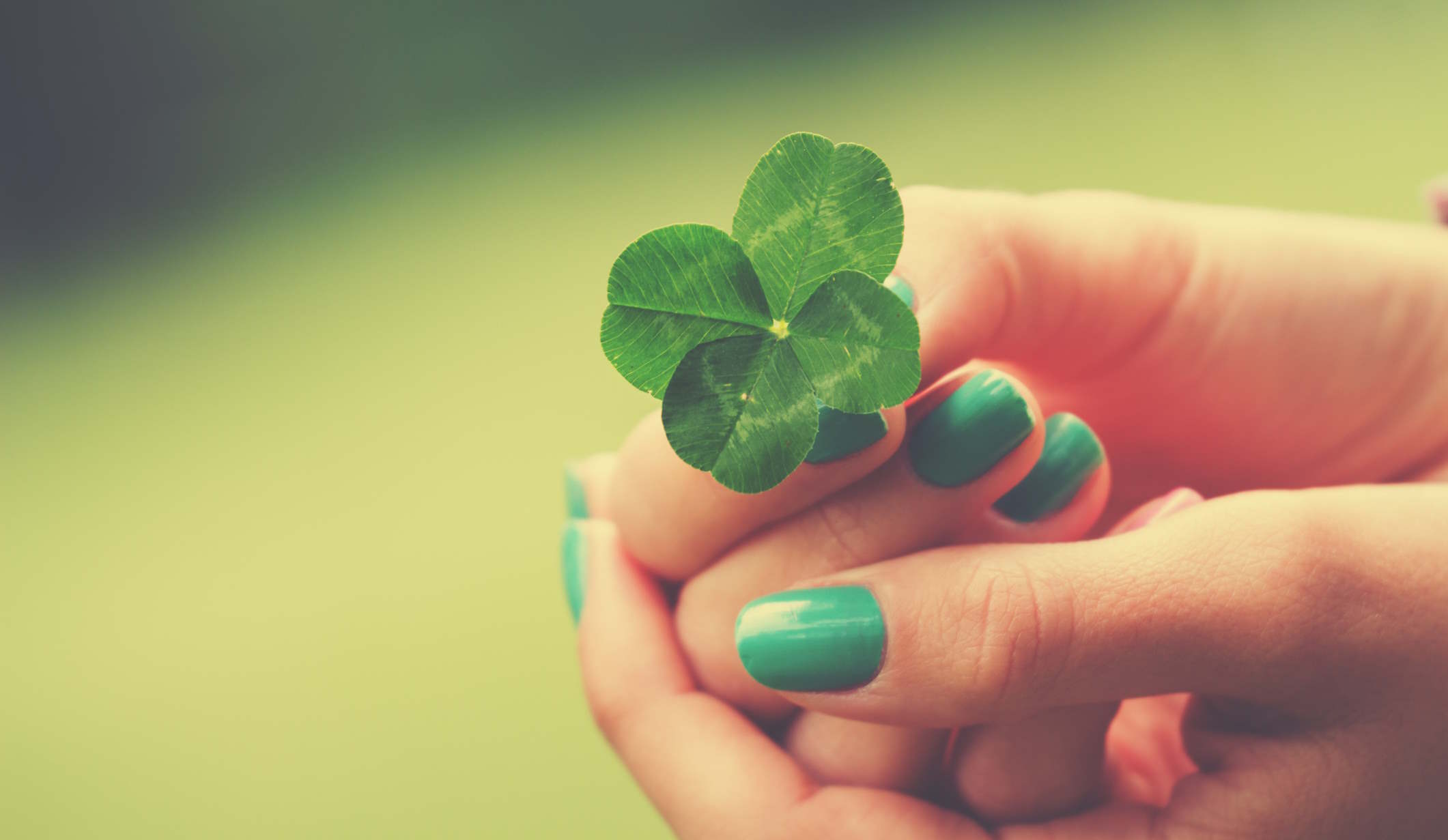 nő fogja a kezében a négylevelű lóherét