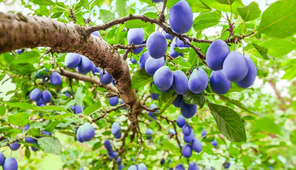 csacsaki szilvafa termése nyáron