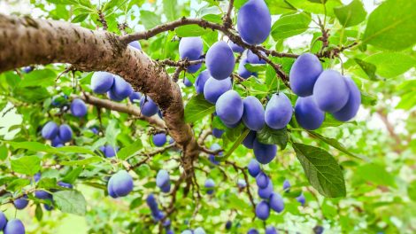 csacsaki szilvafa termése nyáron