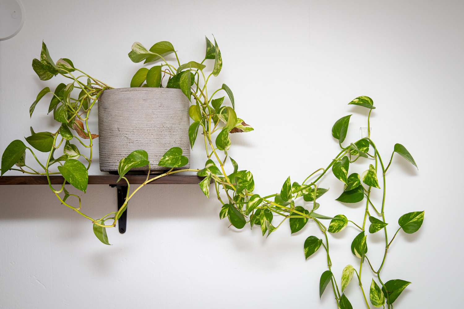 szobai futóka cserépben lakésbna