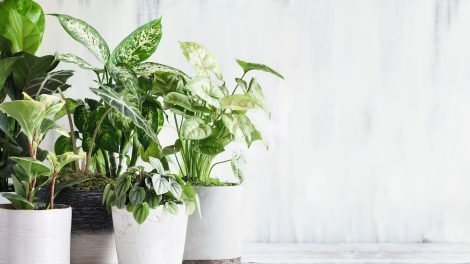 5 kipusztíthatatlan szobanövény