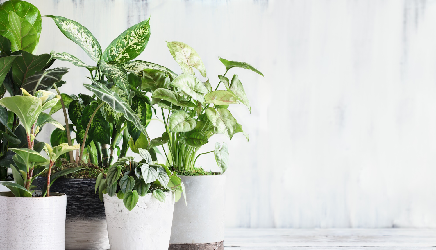 5 kipusztíthatatlan szobanövény