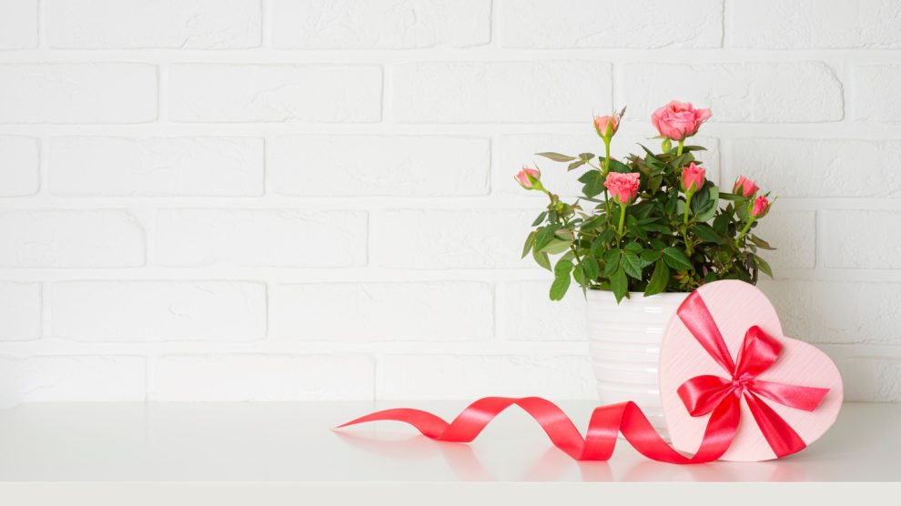 szobarózsa valentin napra