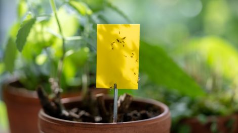 tőzeglegyek légypapíron