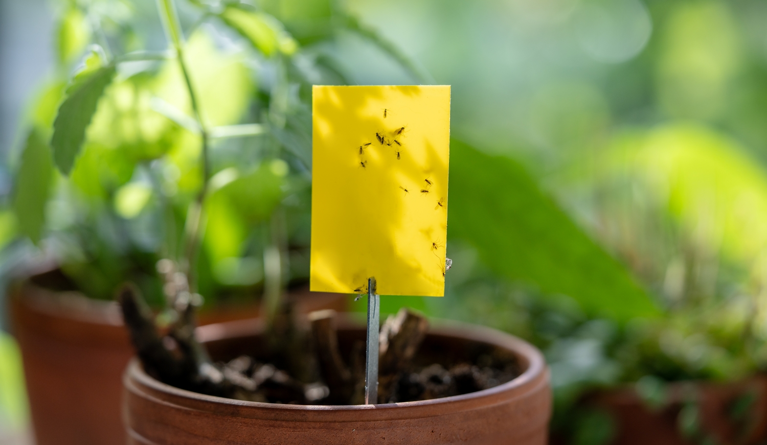 tőzeglegyek légypapíron