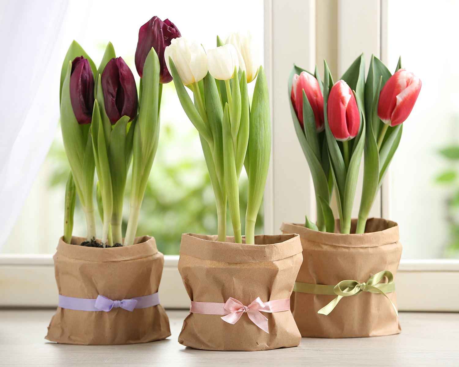 Tulipánok becsomagolt cserepekben