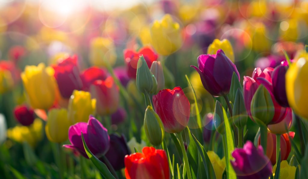 színes tulipánok a tavaszi napfényben