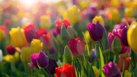 színes tulipánok a tavaszi napfényben