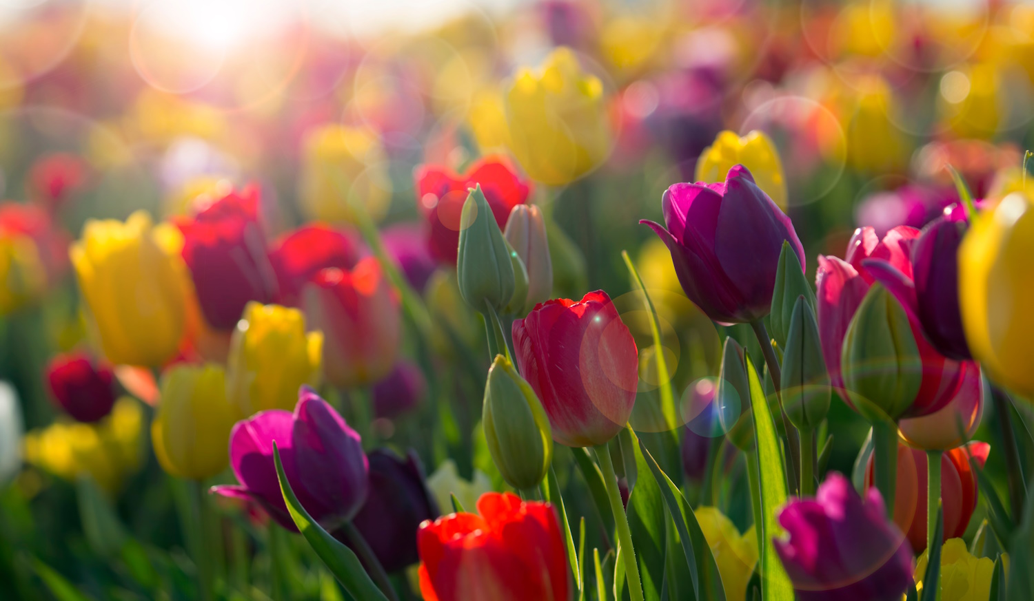 színes tulipánok a tavaszi napfényben