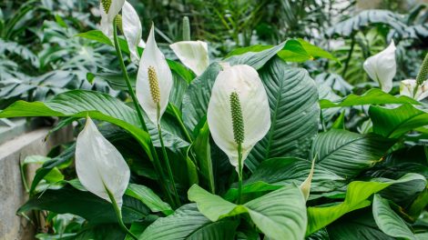 gyönyörű dús vitorlavirág