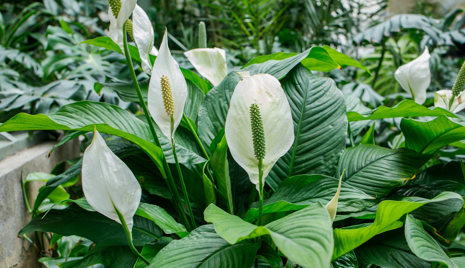 gyönyörű dús vitorlavirág