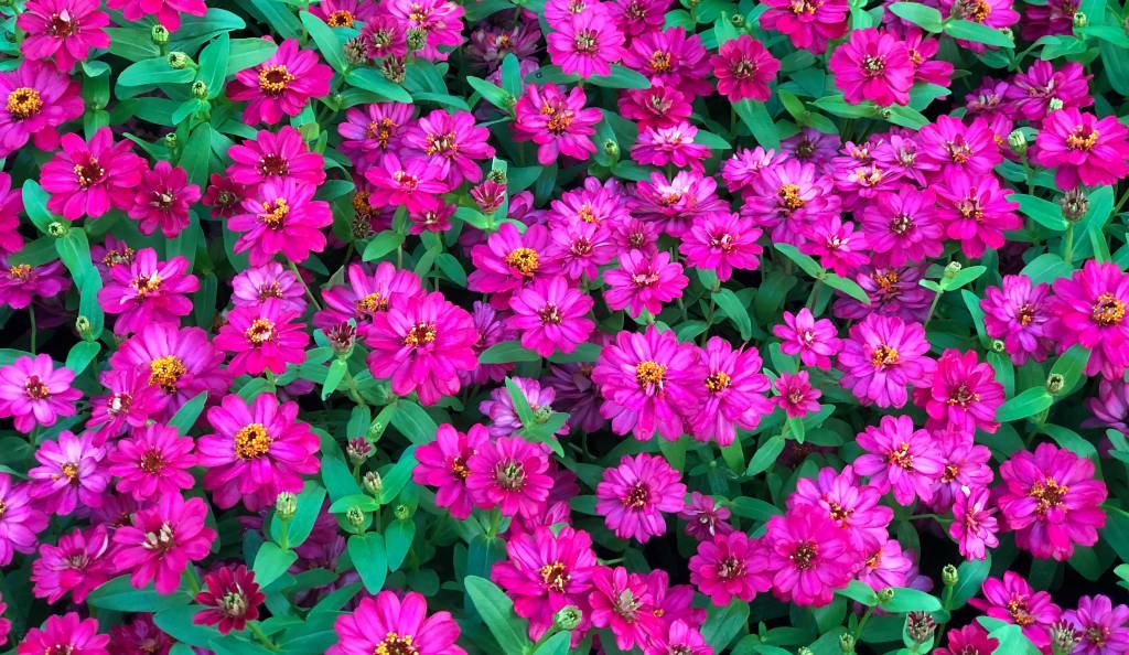 zinnia