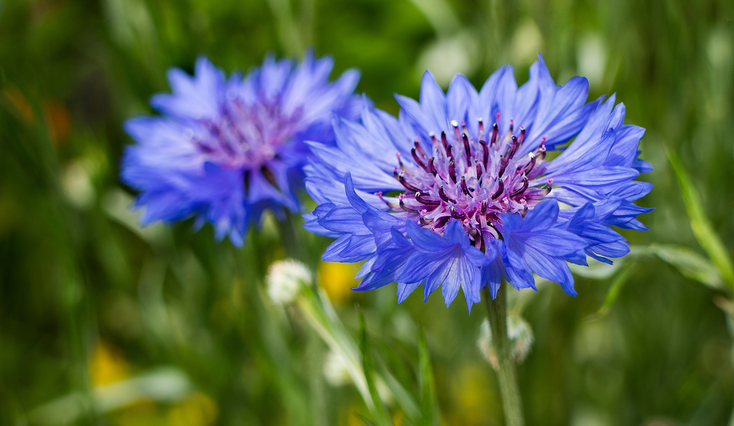 Búzavirág (Centaurea cyanus)