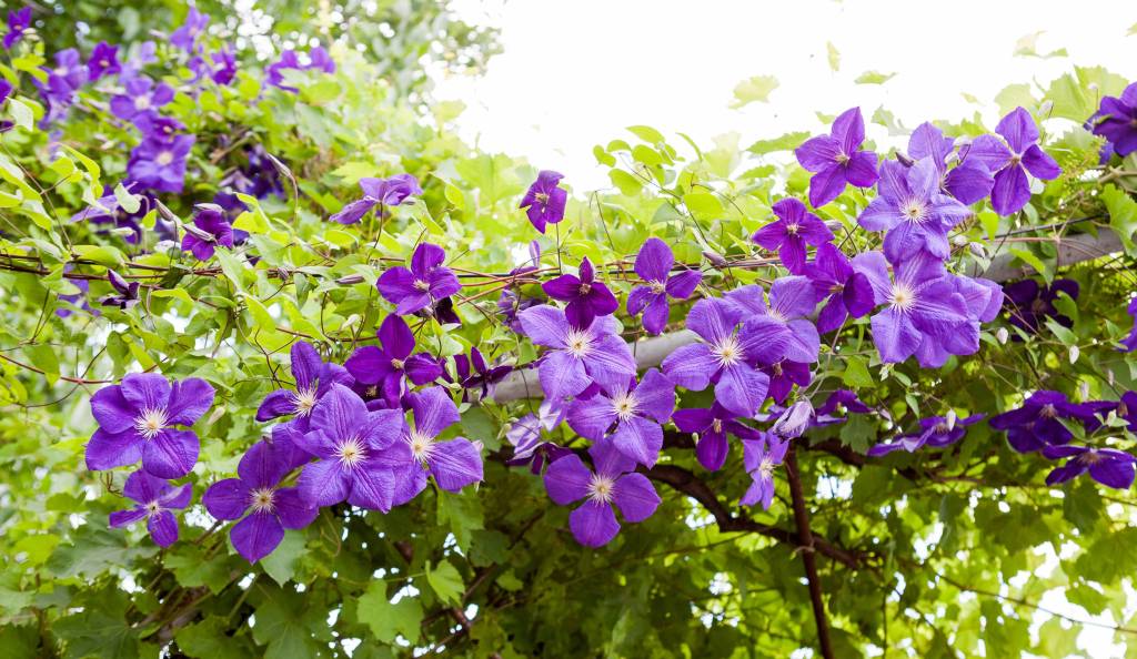 Az iszalag a balkonkorláton futtatva szintén kellemes árnyékot adhat.