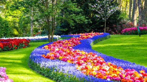 Keukenhof tulipános kert hollandia lisse