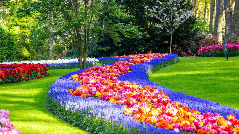 Keukenhof tulipános kert hollandia lisse