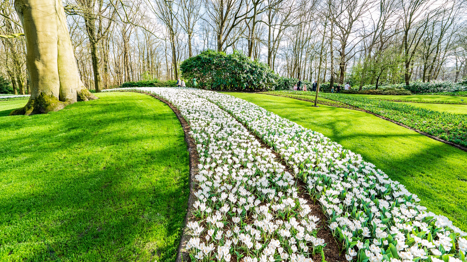Keukenhof park tulipánkert lisse hollandia