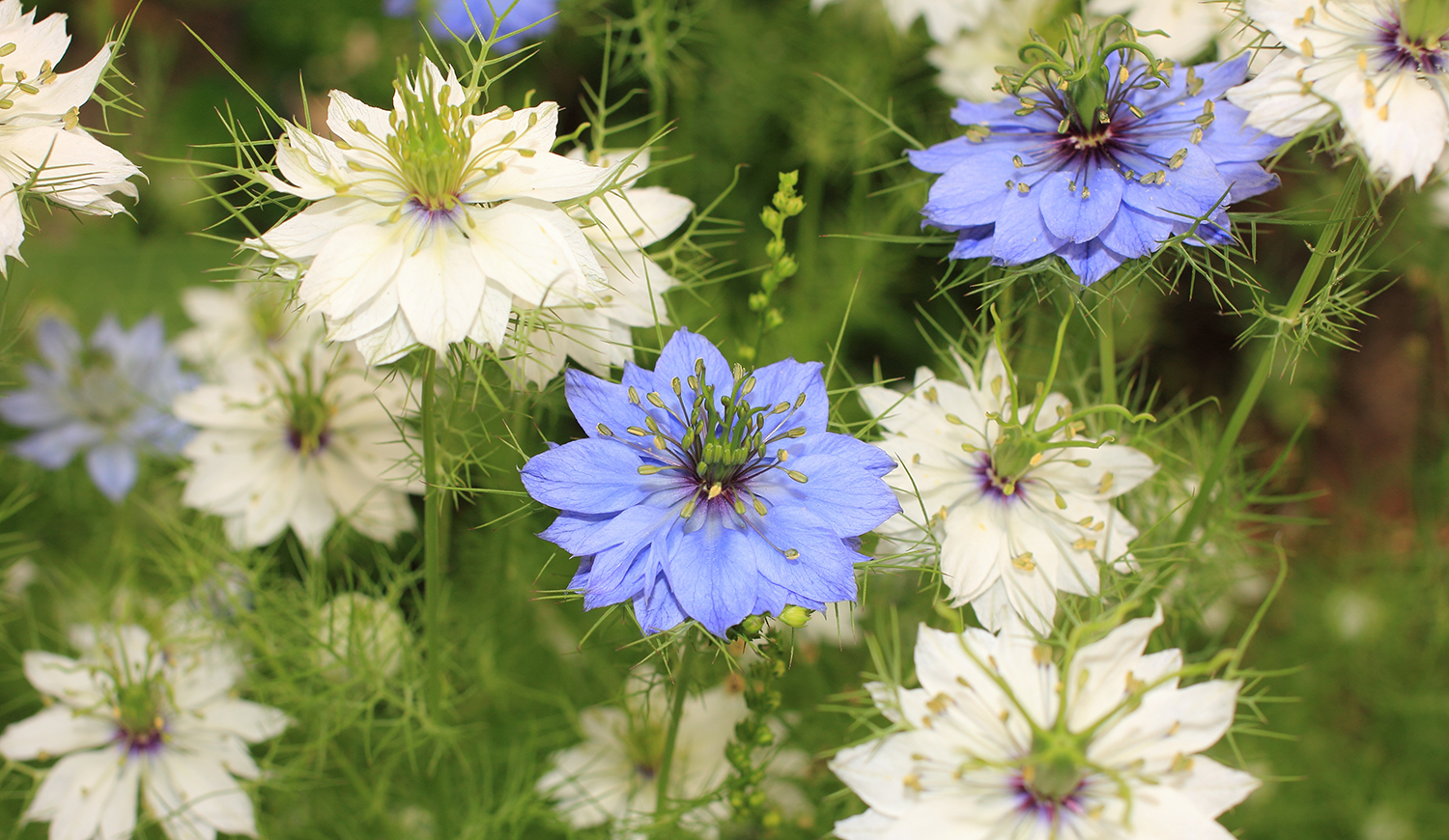 Nigella vagy borzaskata (Nigella damascena)