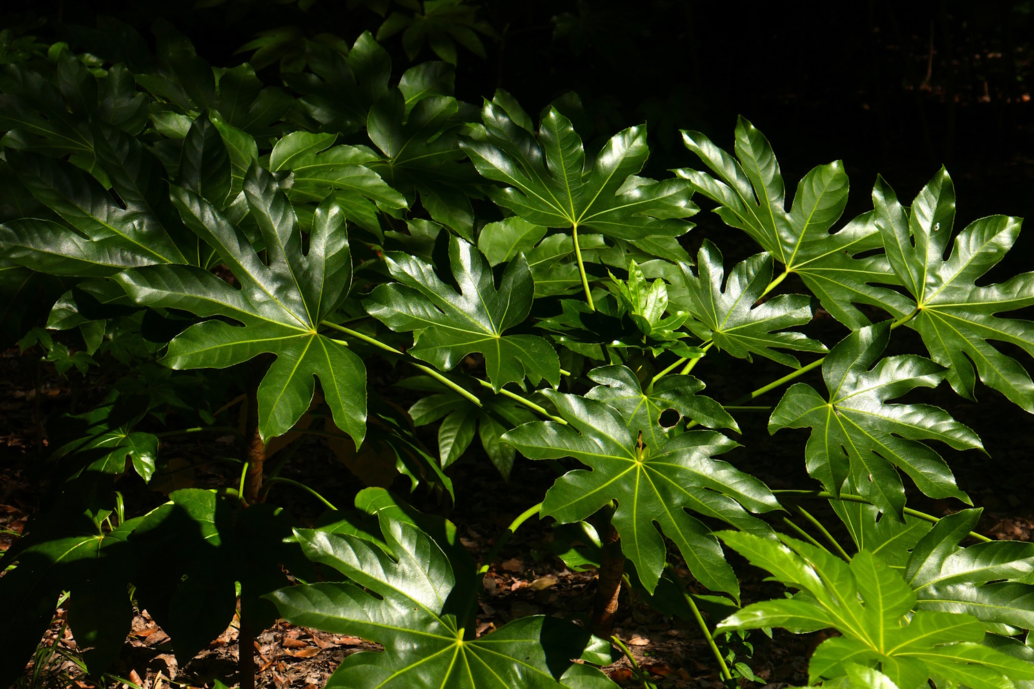 sötétzöld levelű szobaarália