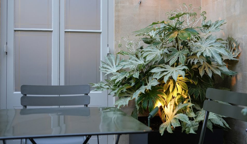 szobaarália sötét helyen a lakásban