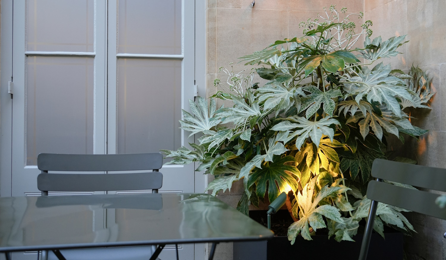 szobaarália sötét helyen a lakásban