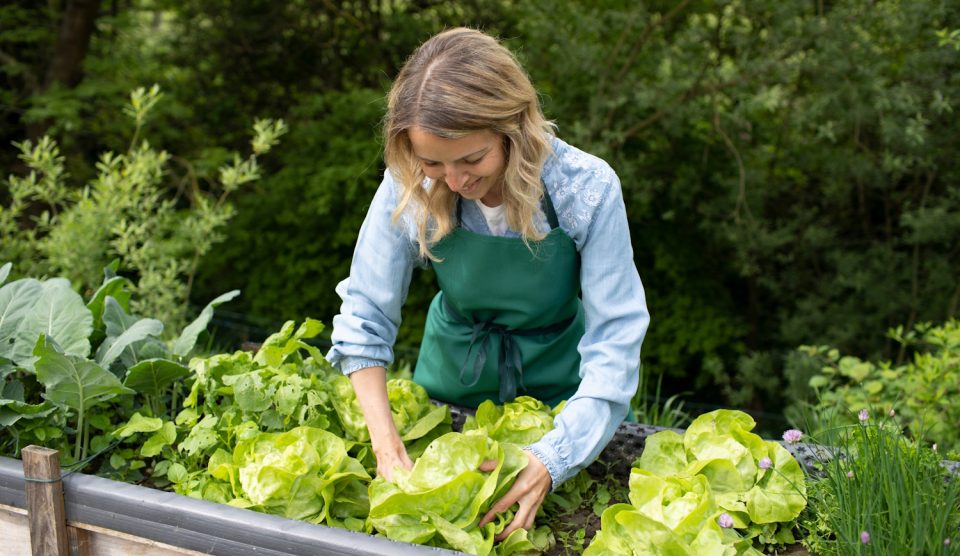 szőke nő a magaságyásban salátát szüretel