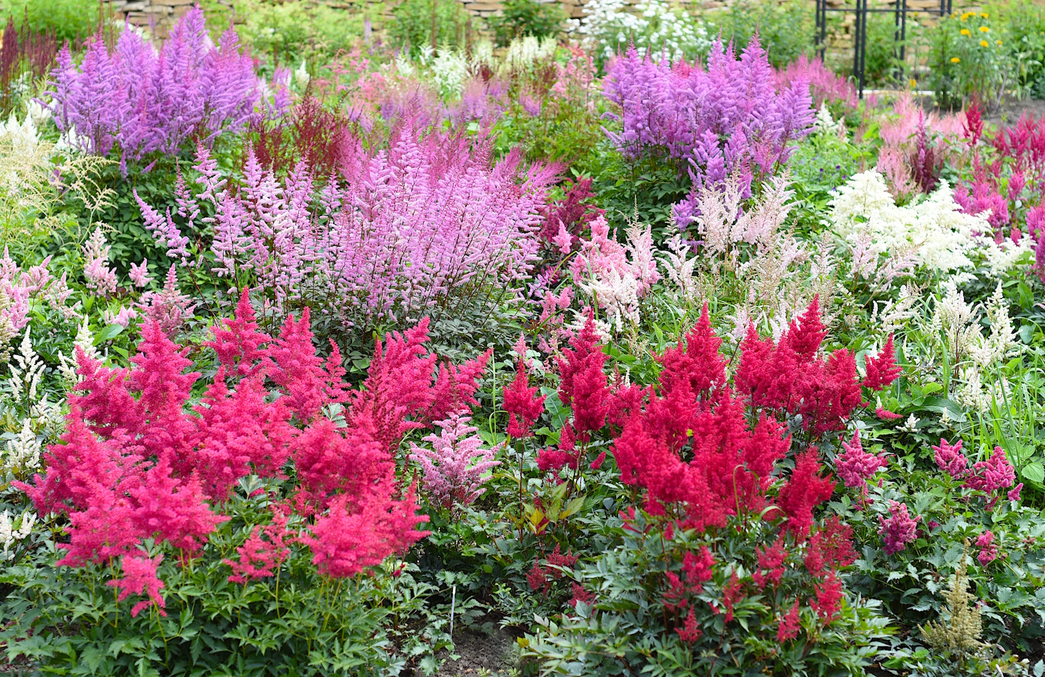 többféle színű tollbuga évelő