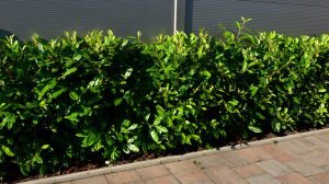 Babérmeggy sövény