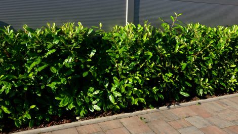 Babérmeggy sövény