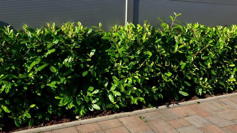 Babérmeggy sövény