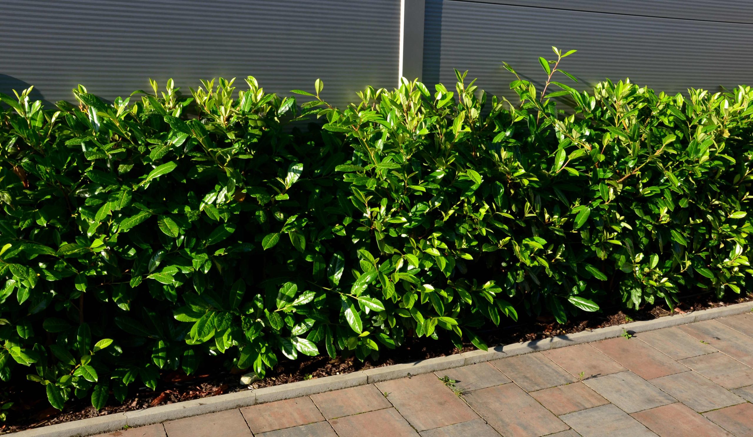 Babérmeggy sövény