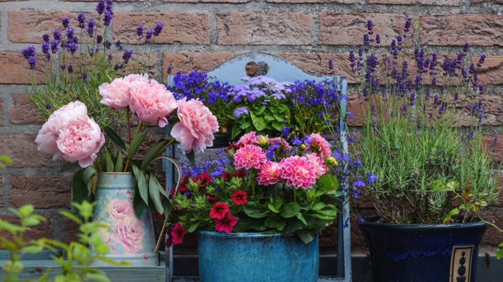 Ha déli erkélyed van, ezeket a növényeket érdemes választani