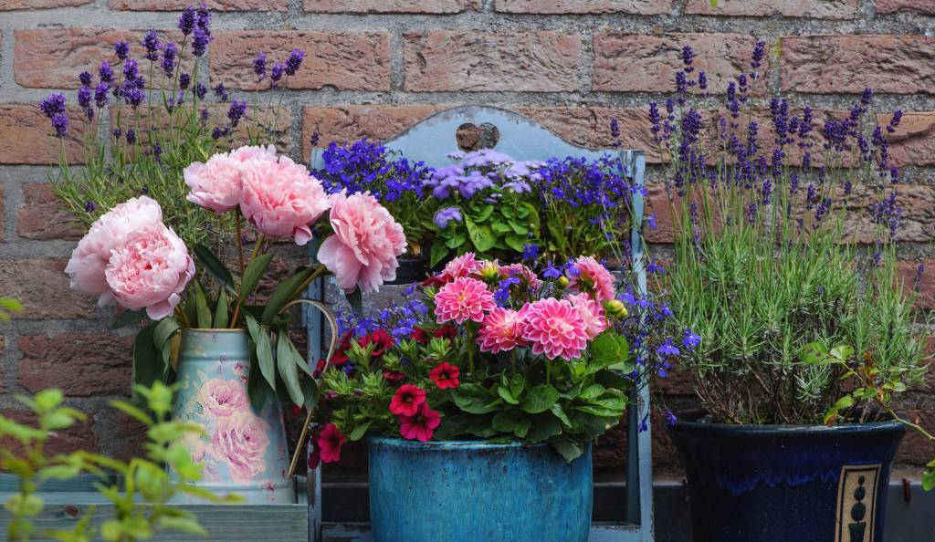 Ha déli erkélyed van, ezeket a növényeket érdemes választani