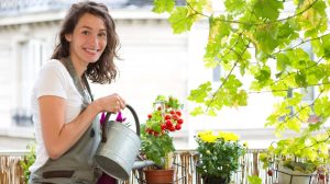 Nő öntözi a paradicsomot