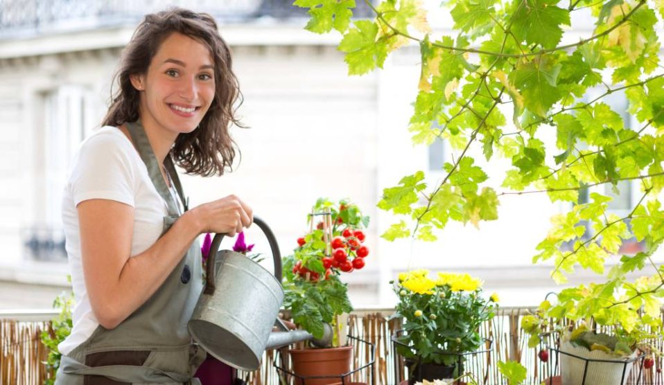 Nő öntözi a paradicsomot