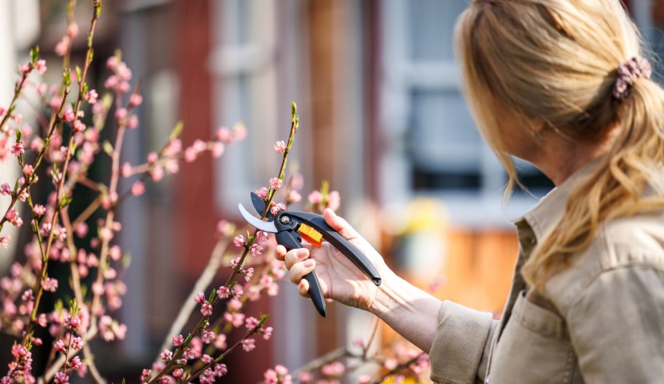 nő metszi a barackfát