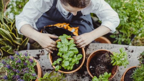 Bazslikomot ültet egy lány
