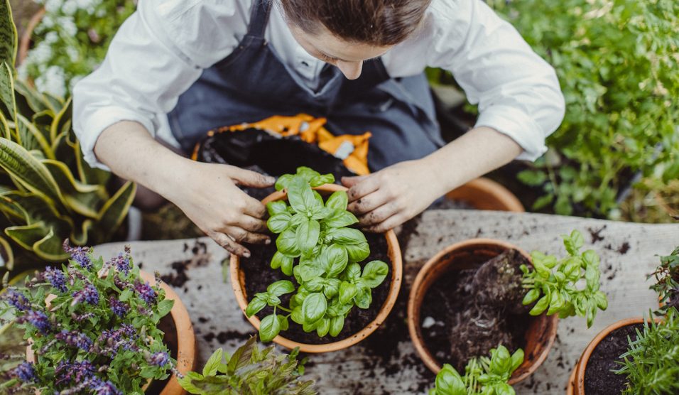 Bazslikomot ültet egy lány