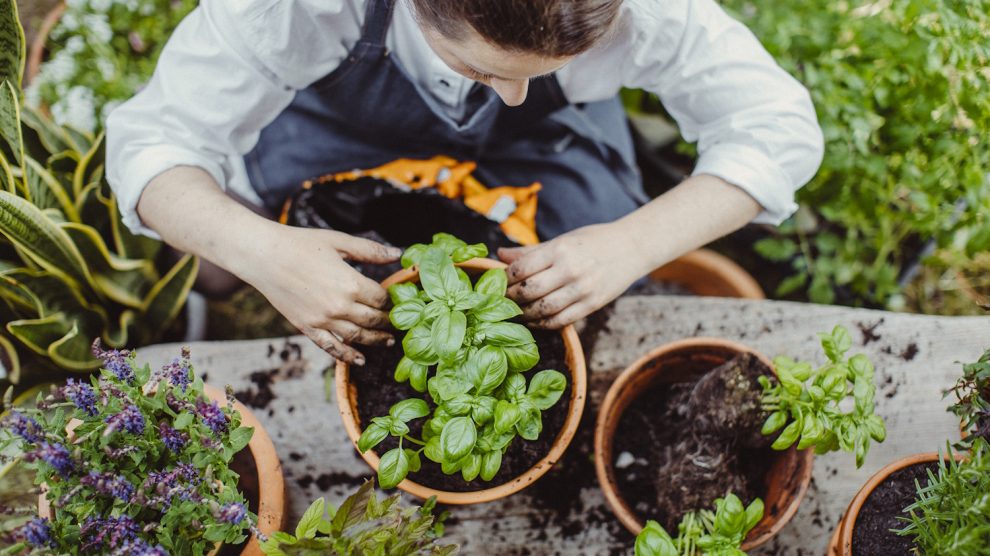 Bazslikomot ültet egy lány