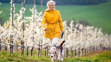 Egy idős nő kutyájával sétál a tavaszi gyümölcsös természetében.