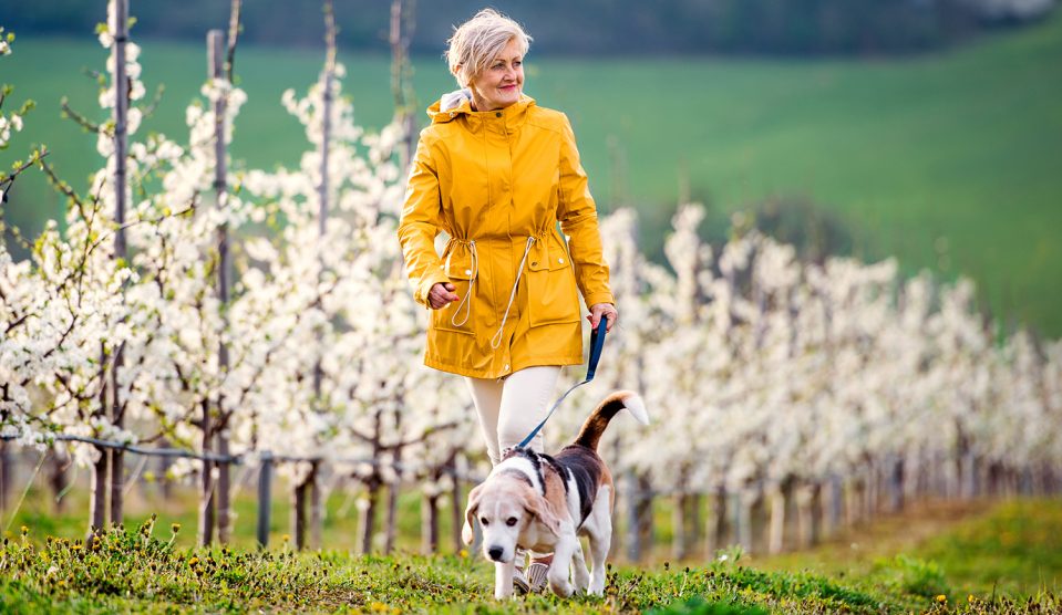Egy idős nő kutyájával sétál a tavaszi gyümölcsös természetében.